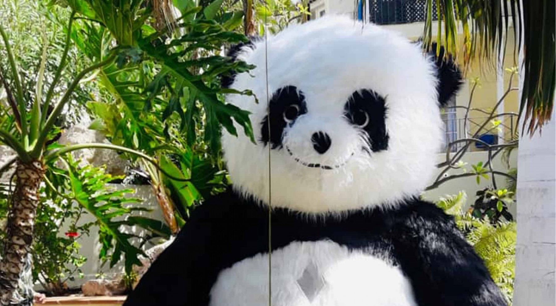 Panda visit Panda visit