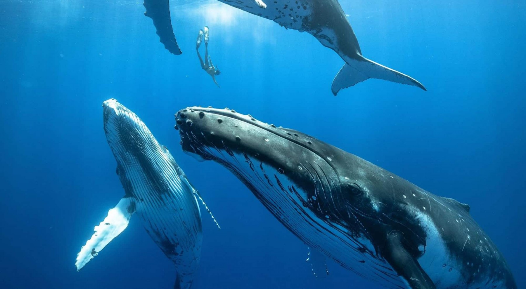 Sustainability Sustainability